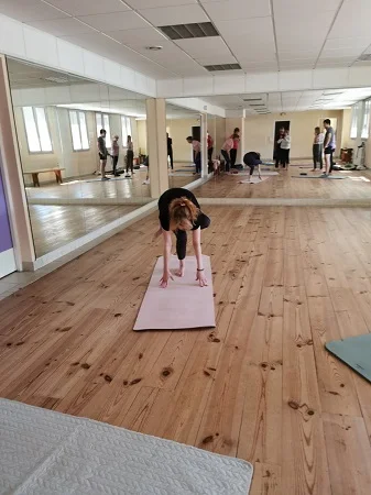 Lire la suite à propos de l’article YOGA 1er semestre